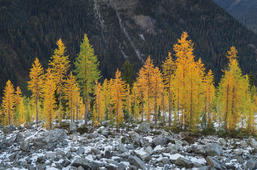 Alpine Larches Mural Wallpaper