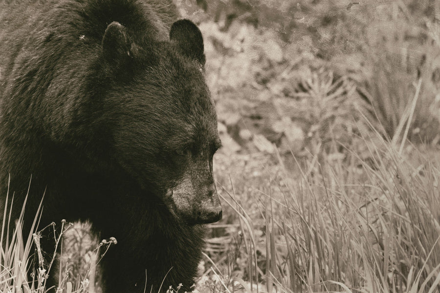 Black Bear Wander Mural Wallpaper