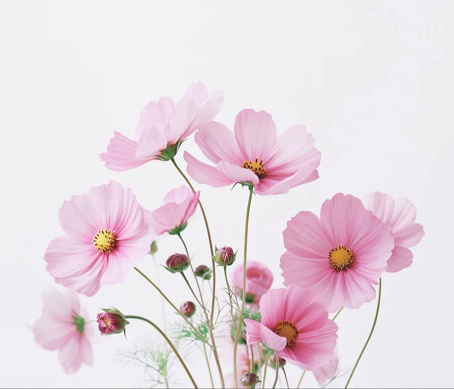 Fresh Pink Cosmos Bouquet White Background Mural Mural Wallpaper