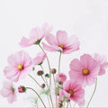 Fresh Pink Cosmos Bouquet White Background Mural Mural Wallpaper - pure wallpaper artwork