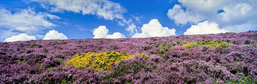 Blooming Heather Horizon Mural Wallpaper