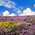 Blooming Heather Horizon Mural Wallpaper - pure wallpaper artwork