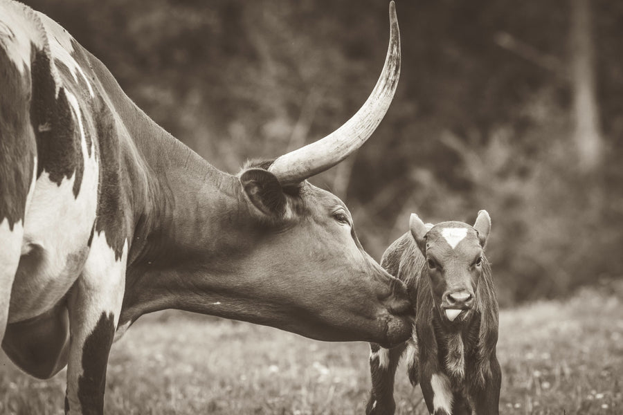 Longhorn Pasture Pair Sepia Mural Wallpaper