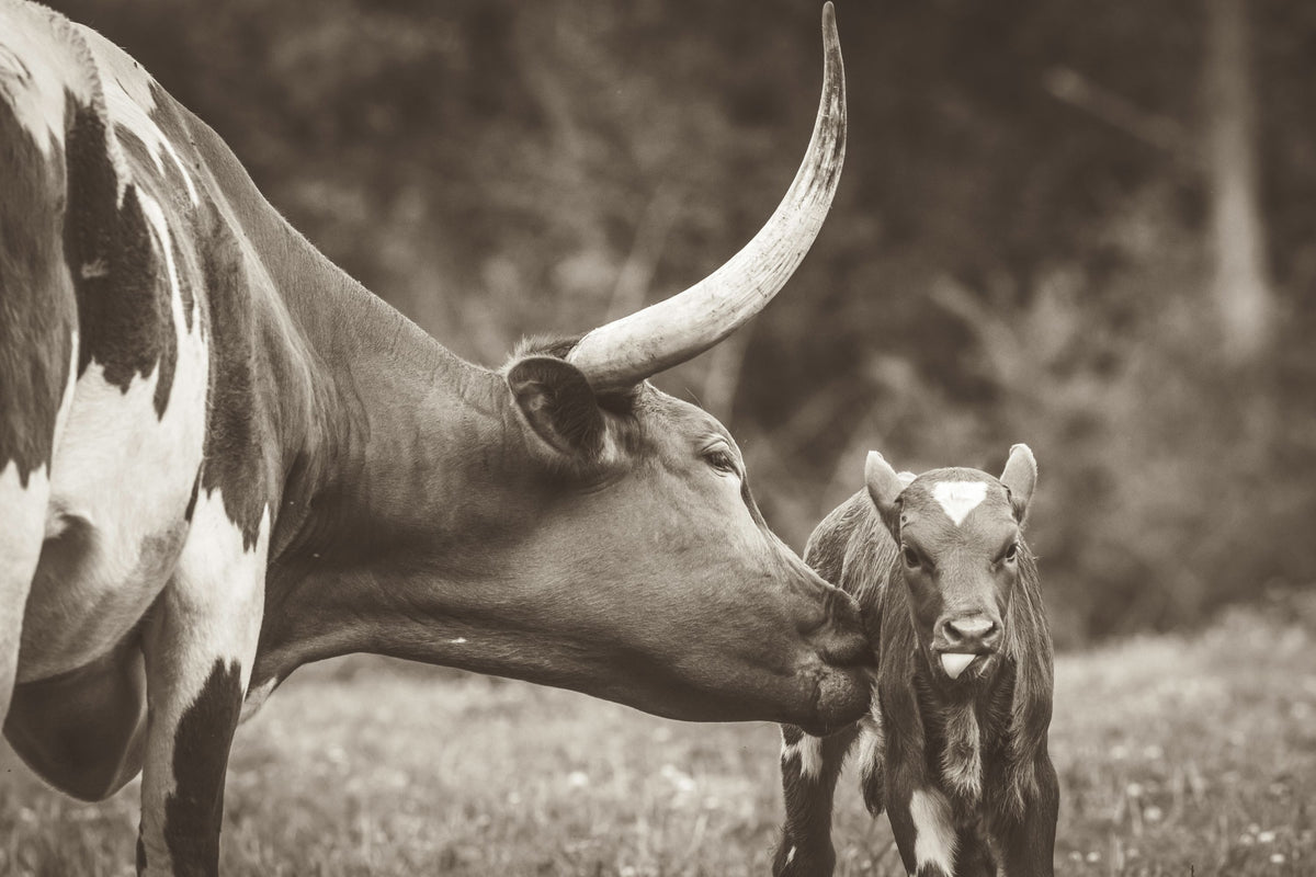 Longhorn Pasture Pair Sepia Mural Wallpaper - pure wallpaper artwork