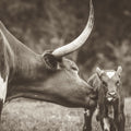 Longhorn Pasture Pair Sepia Mural Wallpaper - pure wallpaper artwork