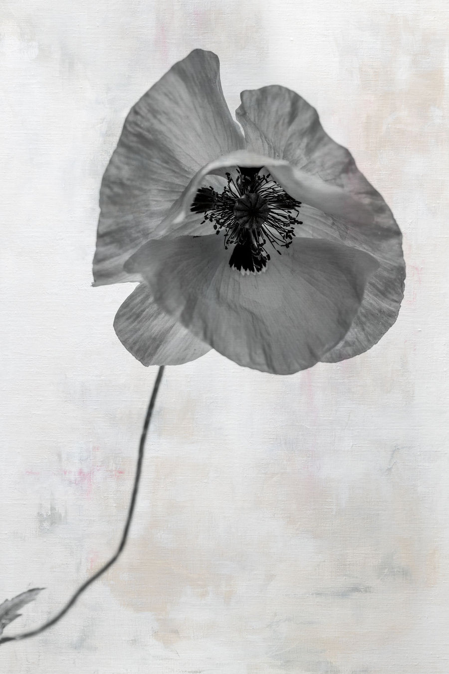 Wonderful Wildflowers VII Neutral Mural Wallpaper