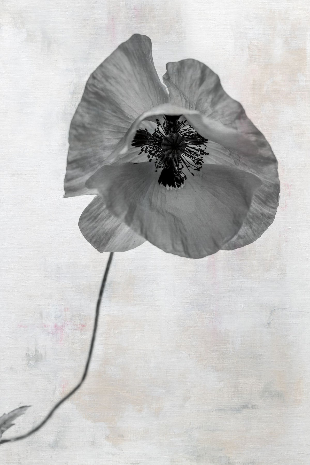 Wonderful Wildflowers VII Neutral Mural Wallpaper - pure wallpaper artwork