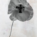 Wonderful Wildflowers VII Neutral Mural Wallpaper - pure wallpaper artwork