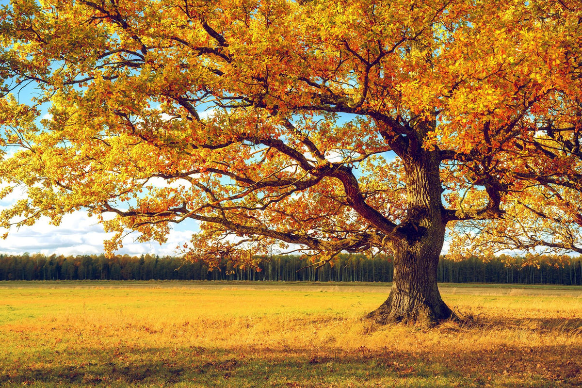 Golden Fall Tree Mural Wallpaper - pure wallpaper artwork