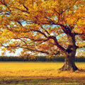 Golden Fall Tree Mural Wallpaper - pure wallpaper artwork
