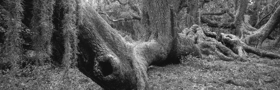 Ancient Whispers Oak Mural Wallpaper