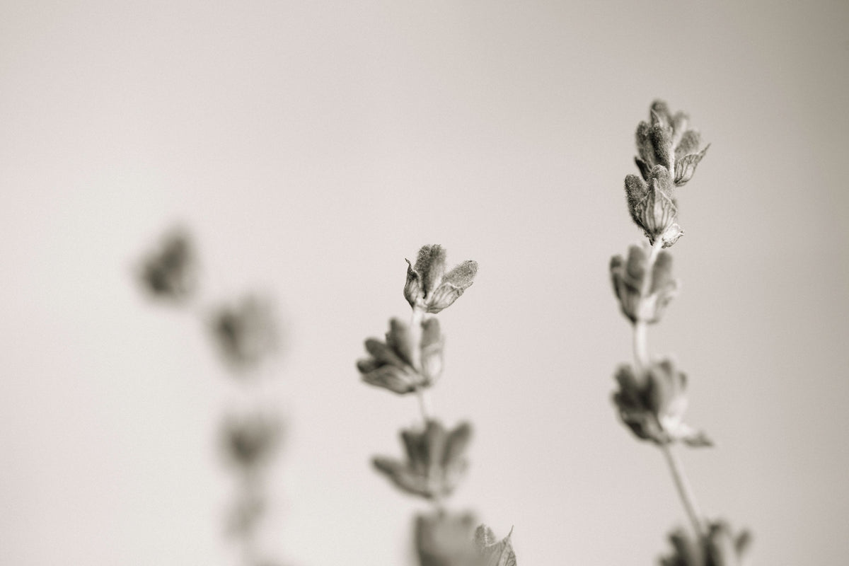 Lavender Study Mural Wallpaper - pure wallpaper artwork