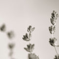 Lavender Study Mural Wallpaper - pure wallpaper artwork