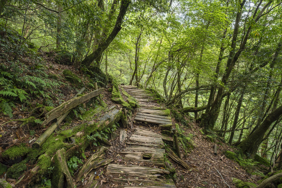 Trailing Forest Mural Wallpaper