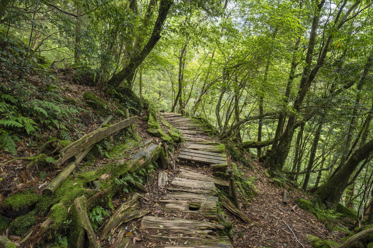 Trailing Forest Mural Wallpaper - pure wallpaper artwork