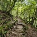 Trailing Forest Mural Wallpaper - pure wallpaper artwork