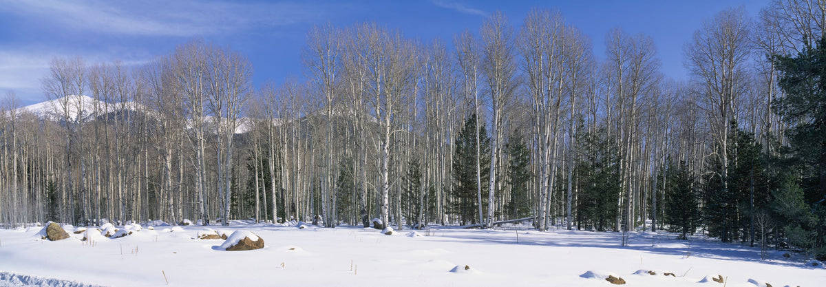 Aspen Winter Grove Mural Wallpaper - pure wallpaper artwork