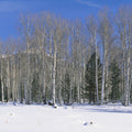 Aspen Winter Grove Mural Wallpaper - pure wallpaper artwork