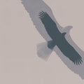 Double Eagle Flight Mural Wallpaper - pure wallpaper artwork
