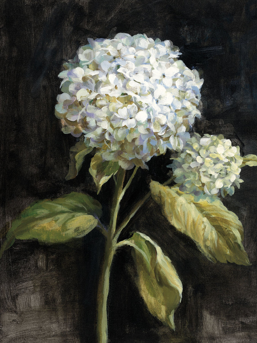 Hydrangea on Black Mural Wallpaper