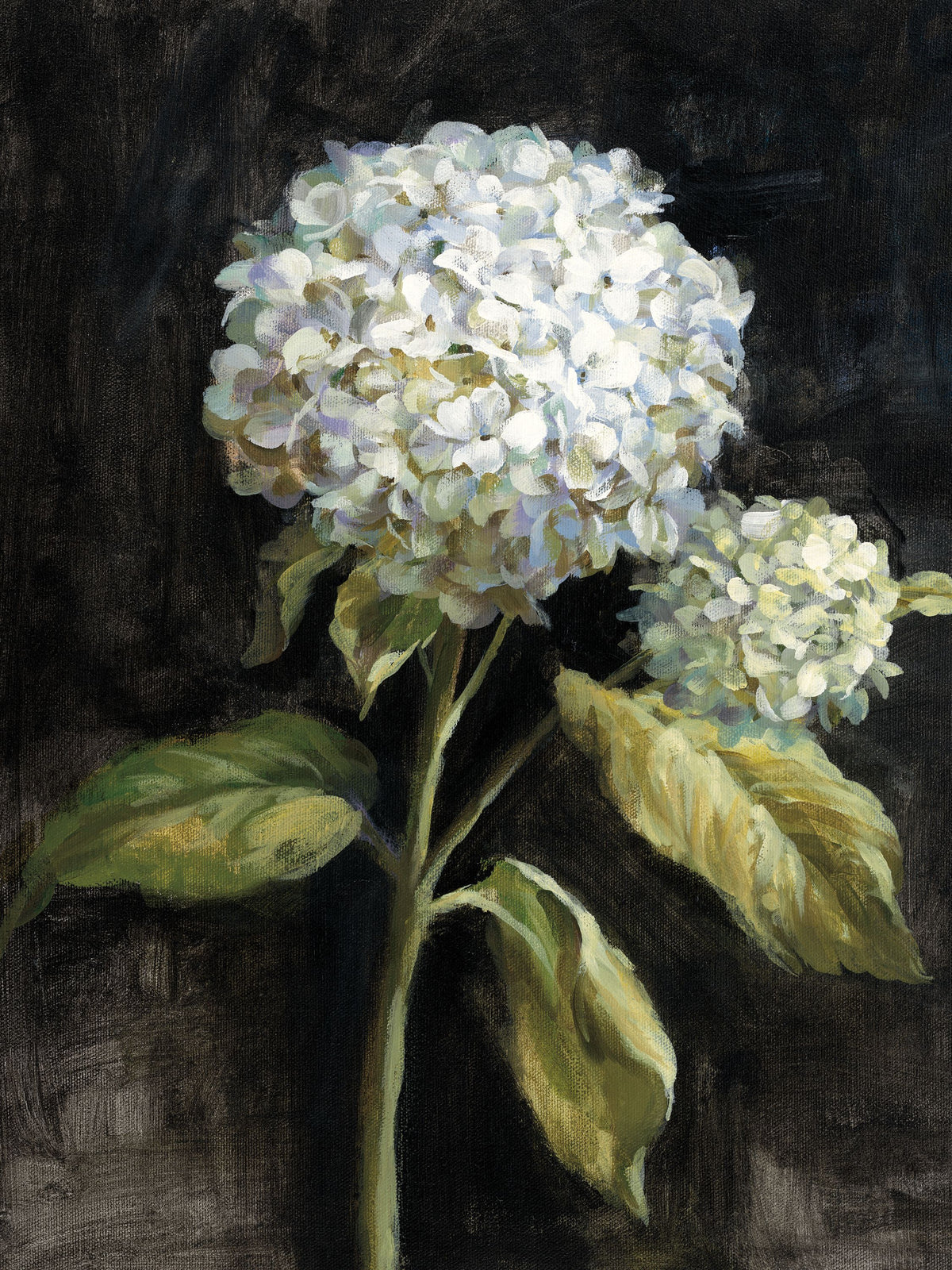 Hydrangea on Black Mural Wallpaper - pure wallpaper artwork