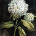 Hydrangea on Black Mural Wallpaper - pure wallpaper artwork