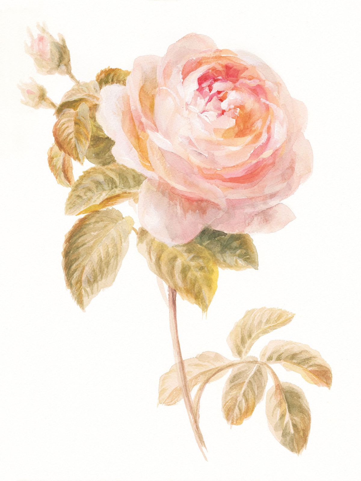Garden Rose on White Mural Wallpaper - pure wallpaper artwork