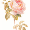 Garden Rose on White Mural Wallpaper - pure wallpaper artwork
