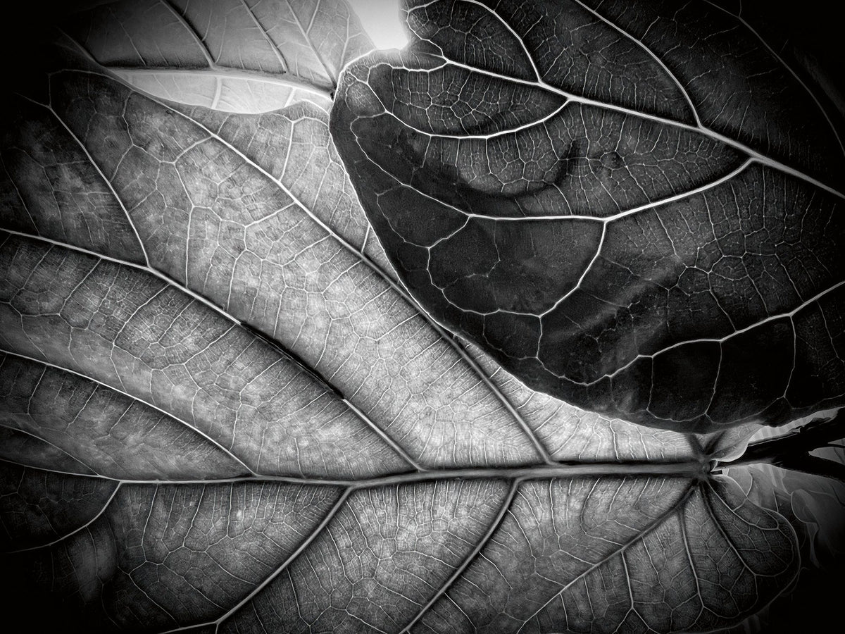Sunlit Leaf II Mural Wallpaper - pure wallpaper artwork