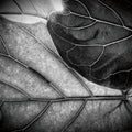 Sunlit Leaf II Mural Wallpaper - pure wallpaper artwork