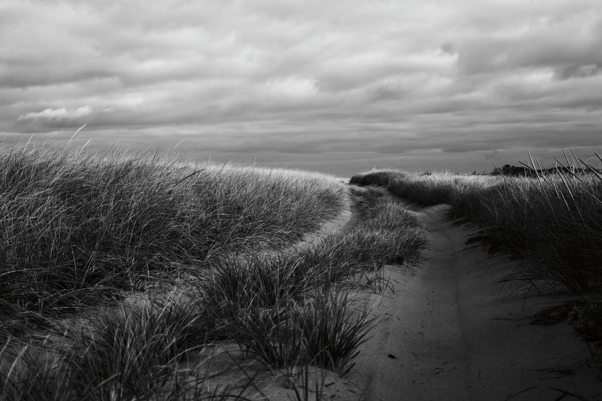 Beach Grasses Mural Wallpaper - pure wallpaper artwork