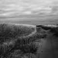 Beach Grasses Mural Wallpaper - pure wallpaper artwork