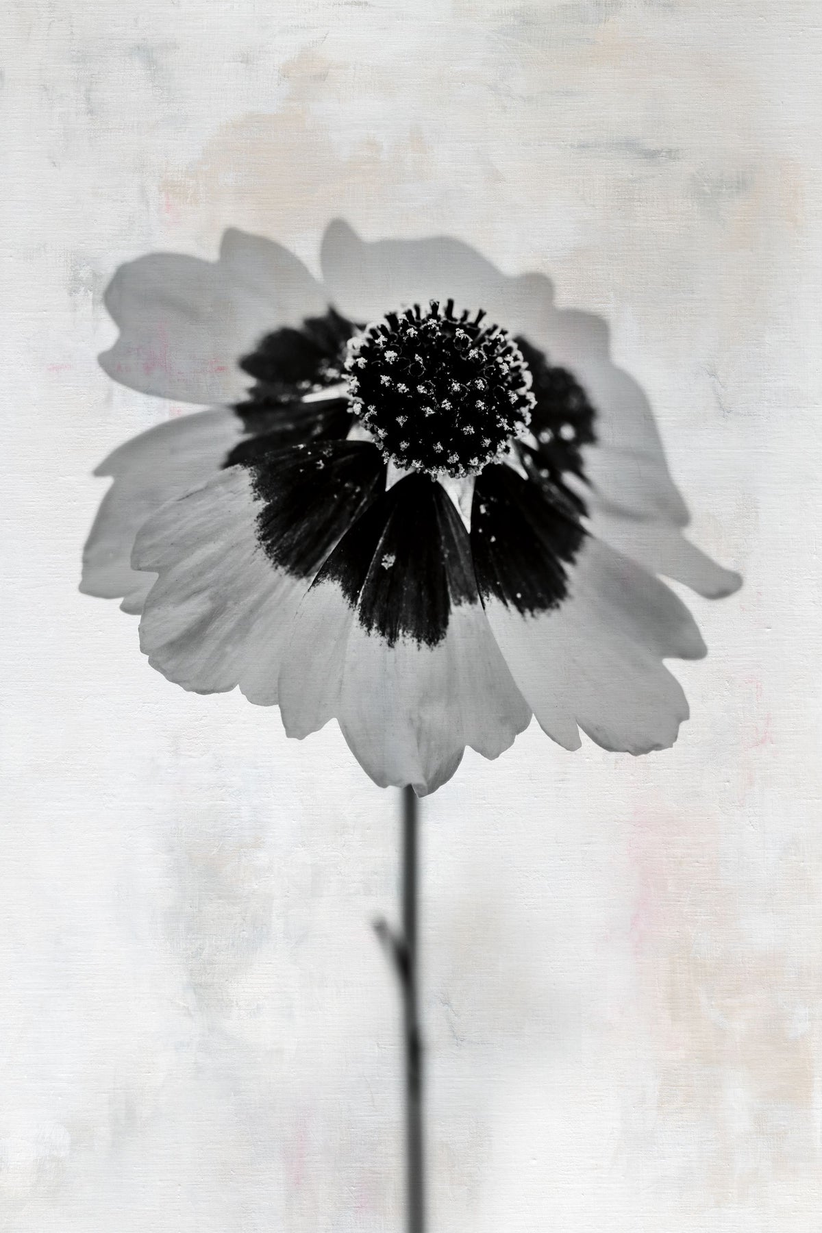 Wonderful Wildflowers XI Neutral Mural Wallpaper - pure wallpaper artwork