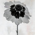 Wonderful Wildflowers XI Neutral Mural Wallpaper - pure wallpaper artwork