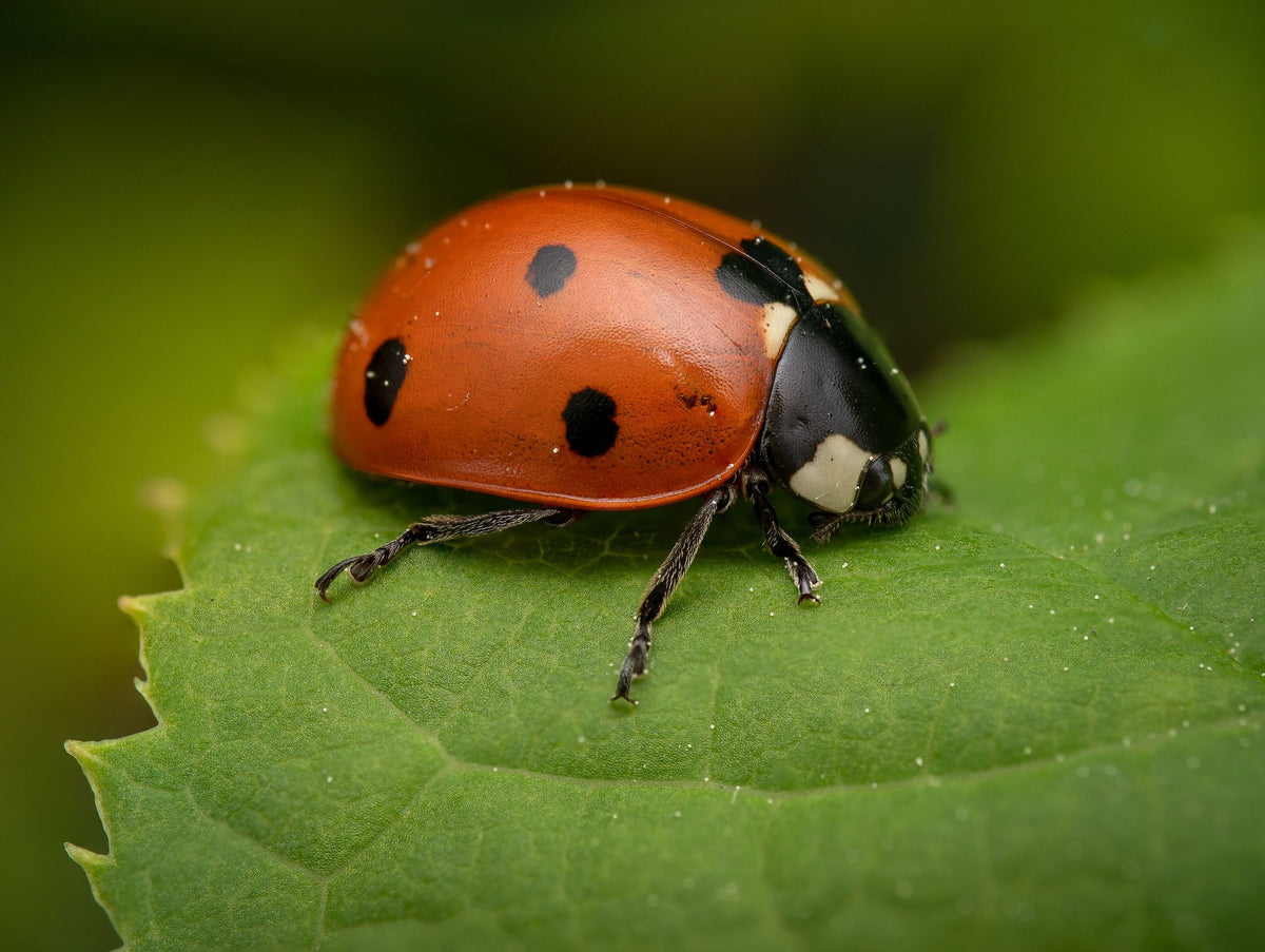 Ladybug on Leaf Mural Wallpaper - pure wallpaper artwork