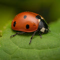 Ladybug on Leaf Mural Wallpaper - pure wallpaper artwork