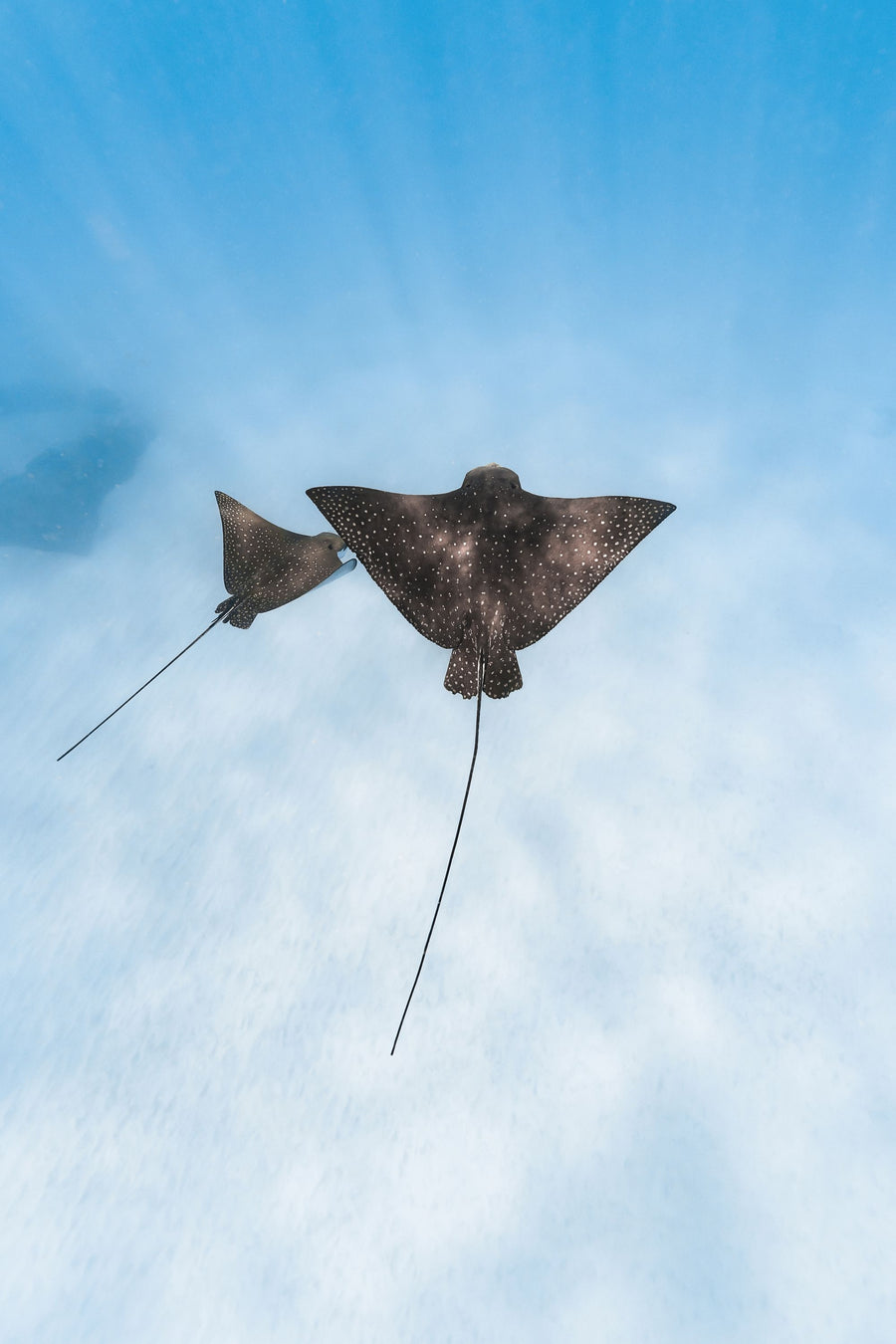 Eagle Ray Duo Mural Wallpaper