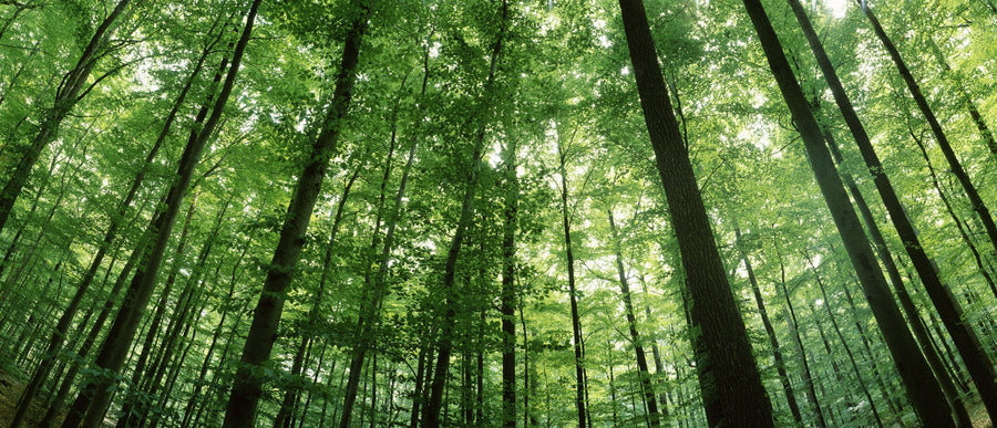 Forest Cathedral Mural Wallpaper