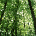 Forest Cathedral Mural Wallpaper - pure wallpaper artwork