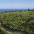 Coastal Wildflower Path Mural Wallpaper - pure wallpaper artwork