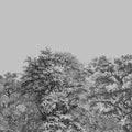 Over the Treetops,Smoke Mural Wallpaper - pure wallpaper artwork