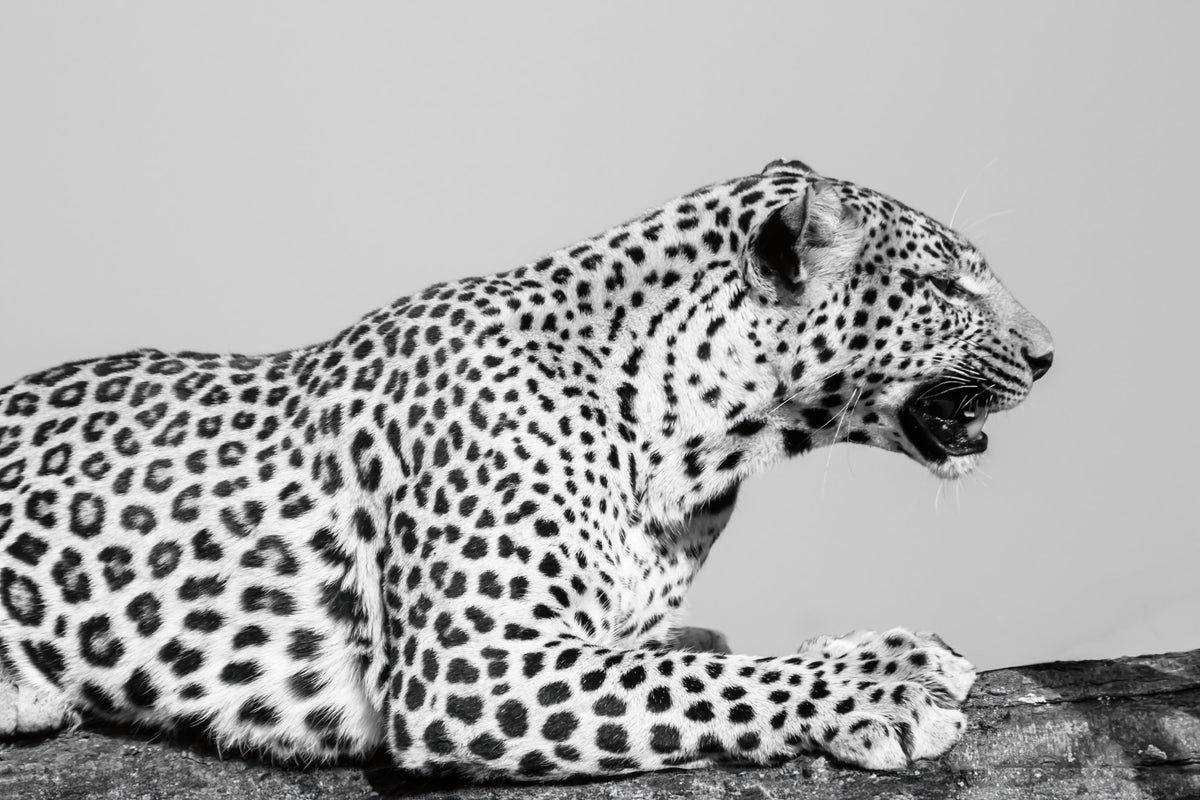 Regal Leopard Mural Wallpaper - pure wallpaper artwork