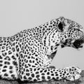 Regal Leopard Mural Wallpaper - pure wallpaper artwork