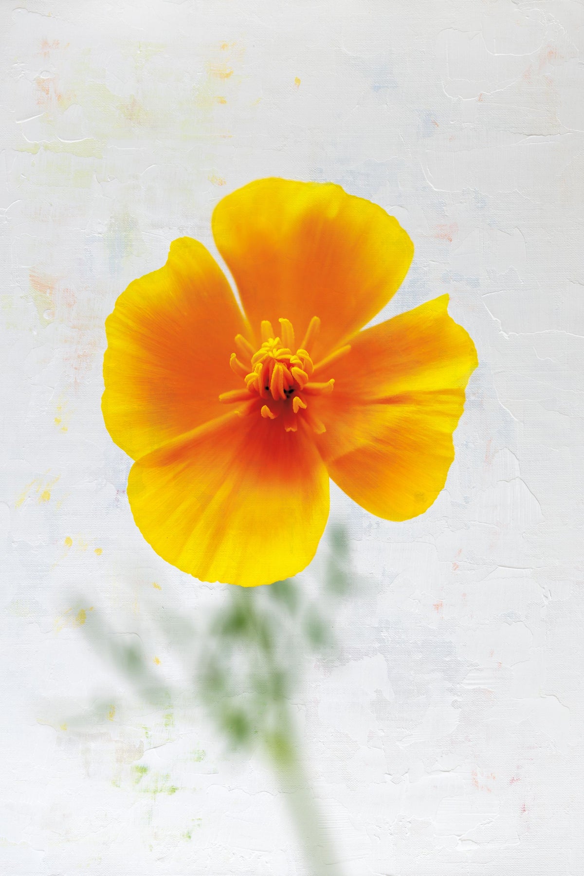Wonderful Wildflowers V Mural Wallpaper - pure wallpaper artwork