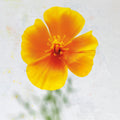 Wonderful Wildflowers V Mural Wallpaper - pure wallpaper artwork