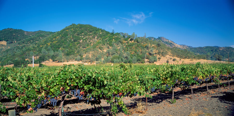 Vineyard Splendor Mural Wallpaper