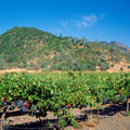 Vineyard Splendor Mural Wallpaper - pure wallpaper artwork