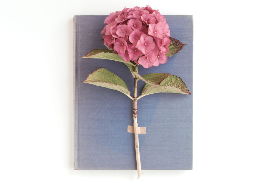 Pink Hydrangea on Book Mural Wallpaper
