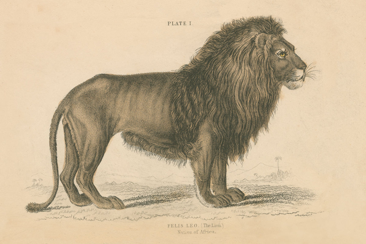 Vintage Lion Mural Wallpaper - pure wallpaper artwork