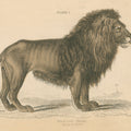 Vintage Lion Mural Wallpaper - pure wallpaper artwork